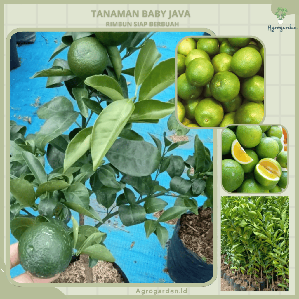 Bibit Jeruk Sunkis Madu Baby Java Kondisi Sudah Berbuah - bibit tanaman jeruk baby Java sankis  - Bi