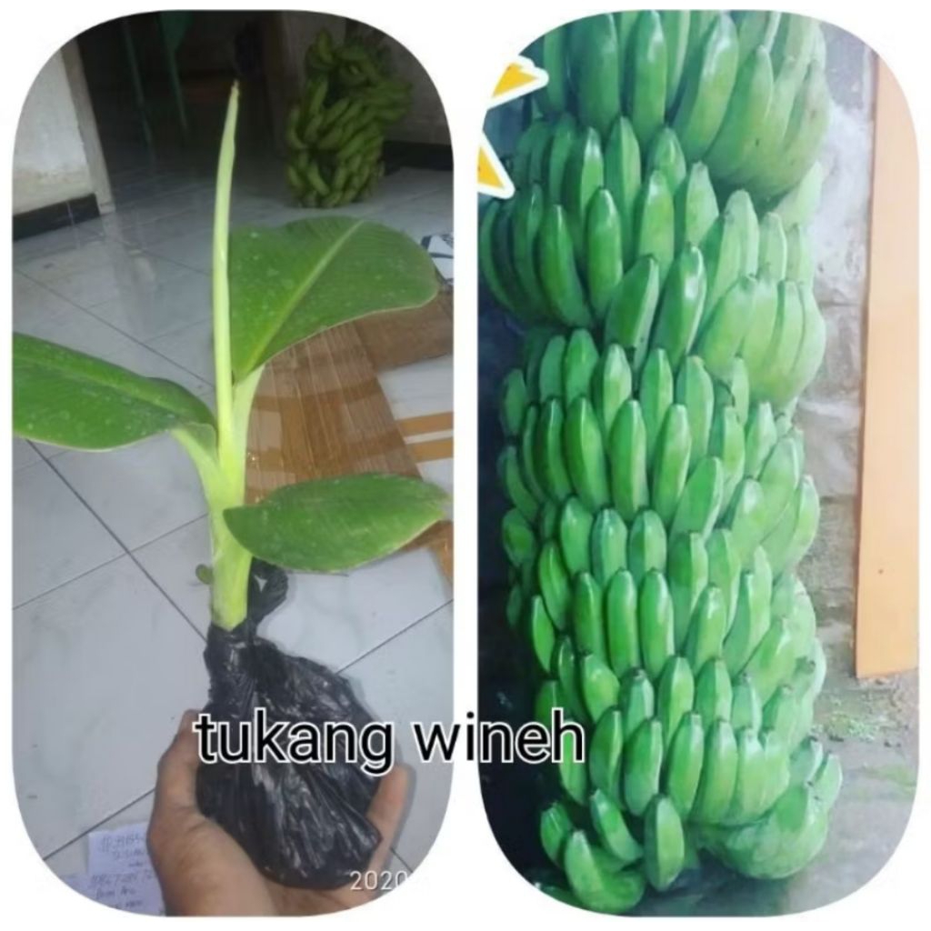 bibit pisang raja bulu#raja temen#raja sajen#raja manten