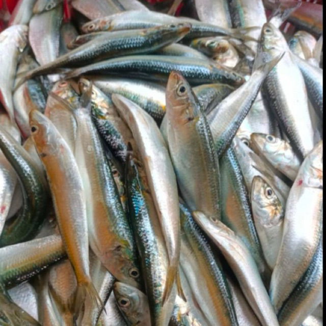 KIRIM INSTAN IKAN LAYANG SARDEN DENCIS / IKAN LAYANG KECIL / IKAN SARDEN / IKAN DENCIS SEGAR / TUKAN
