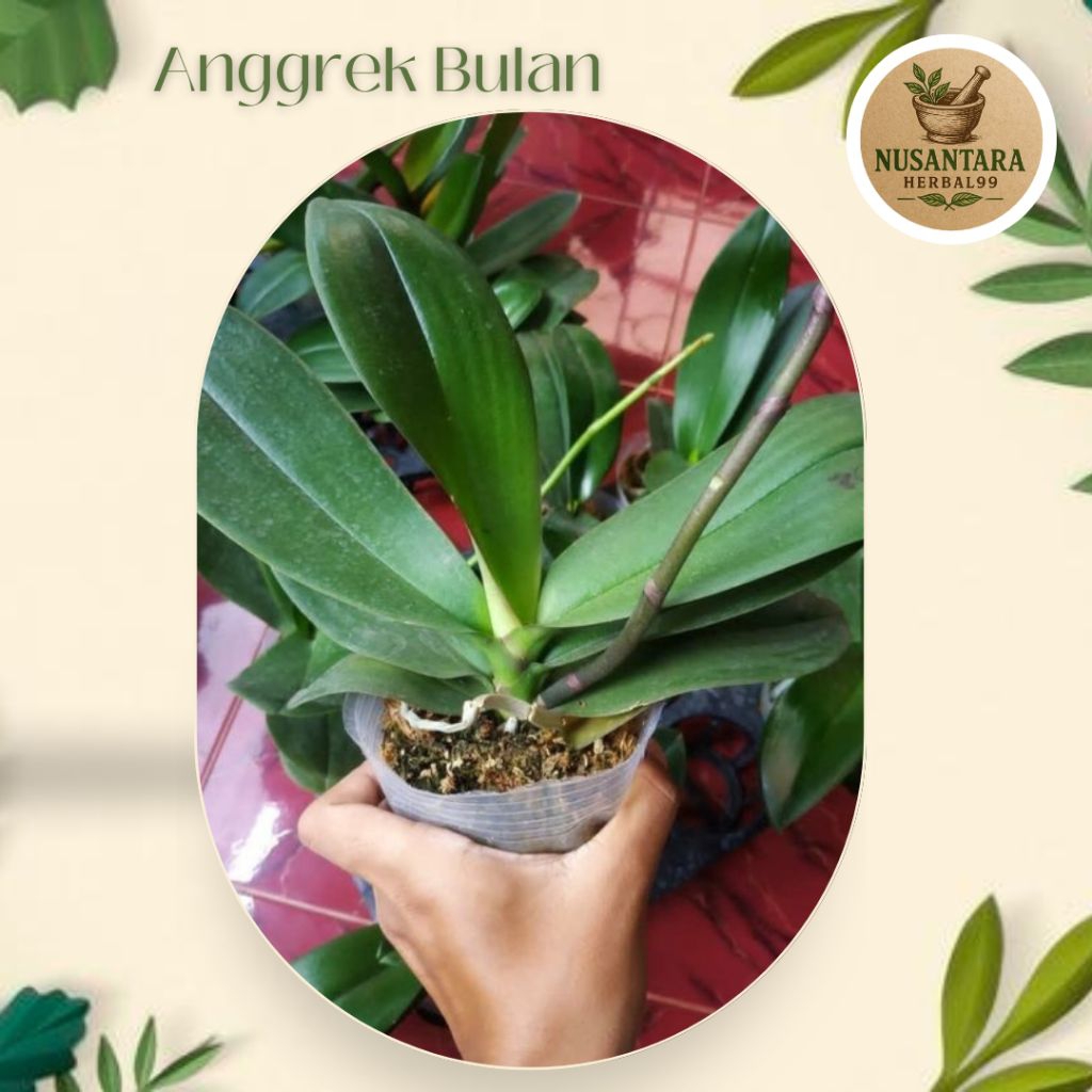 Anggrek Bulan Dewasa Pasca Berbunga Termurah
