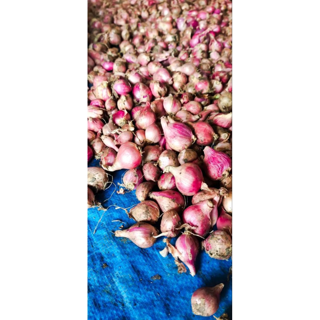 

Bawang Merah 100% Asli dari perkebunan