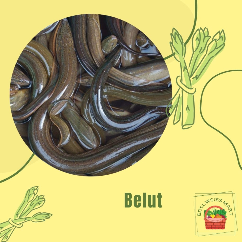 

BELUT 250g (FRESH) - INSTANT SEMARANG