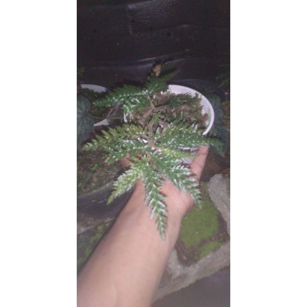 begonia killiana sp papua