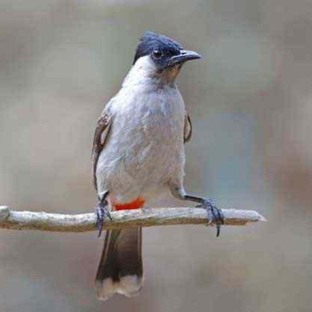 Burung Kutilang Jantan/Betina pilihn istimewa