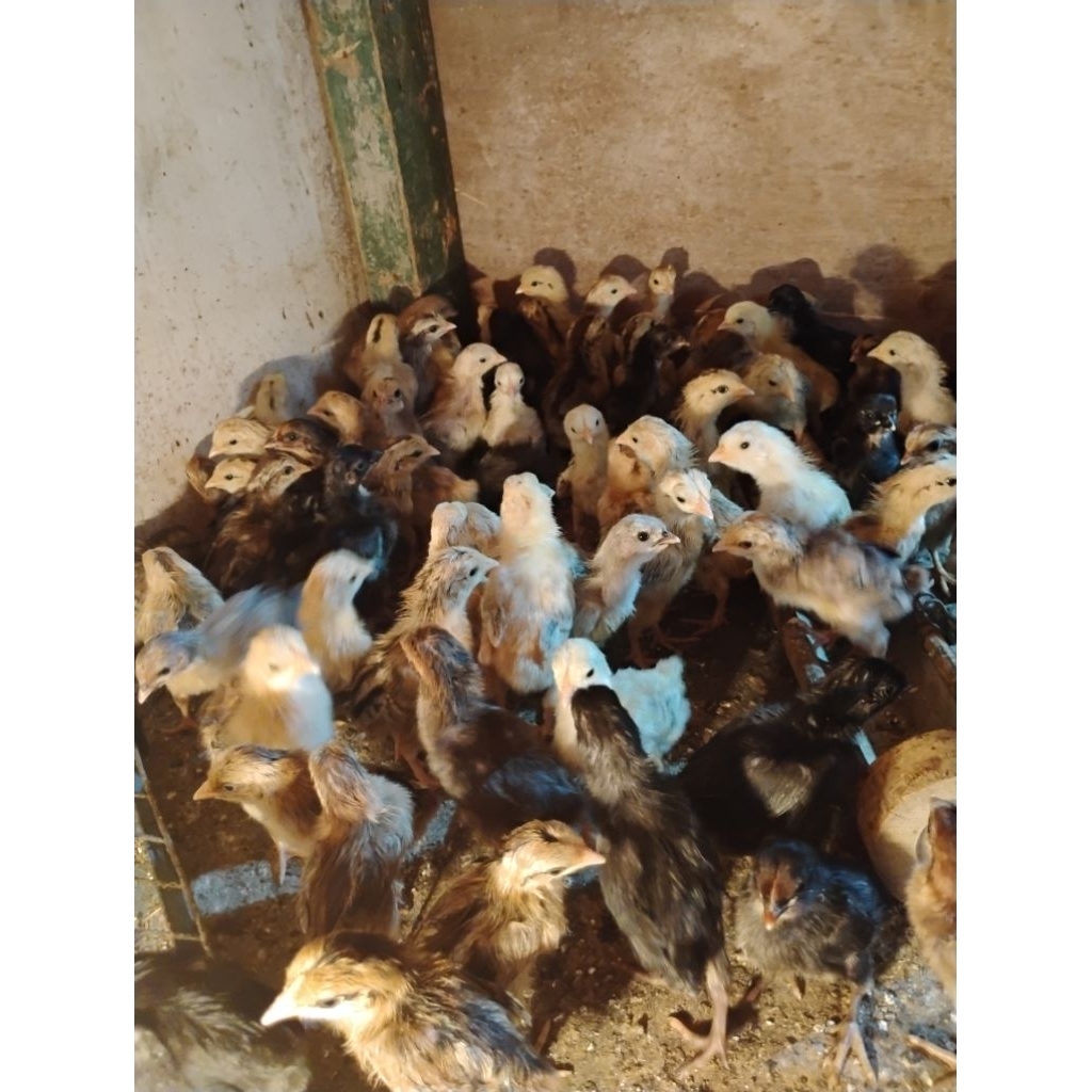 DOC/ANAKAN AYAM KAMPUNG KUB USIA 1 MINGGUAN