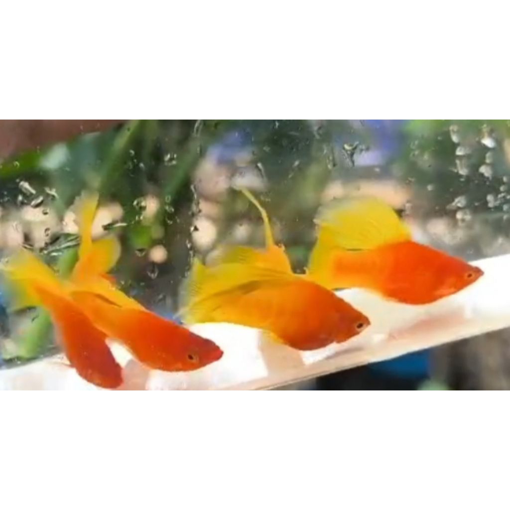 SEPASANG PLATY SUNRISE