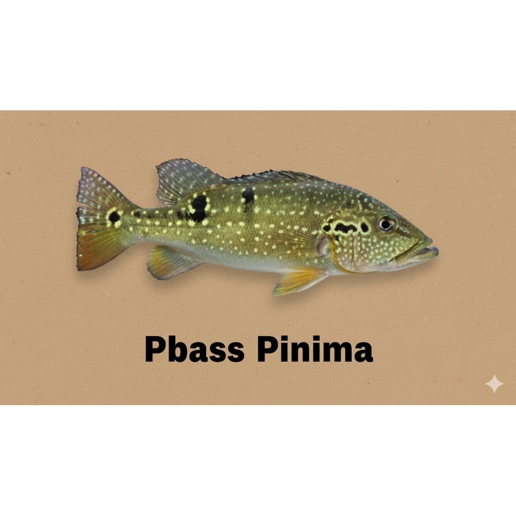 

bahan baku (Pbass Pinima real pict)