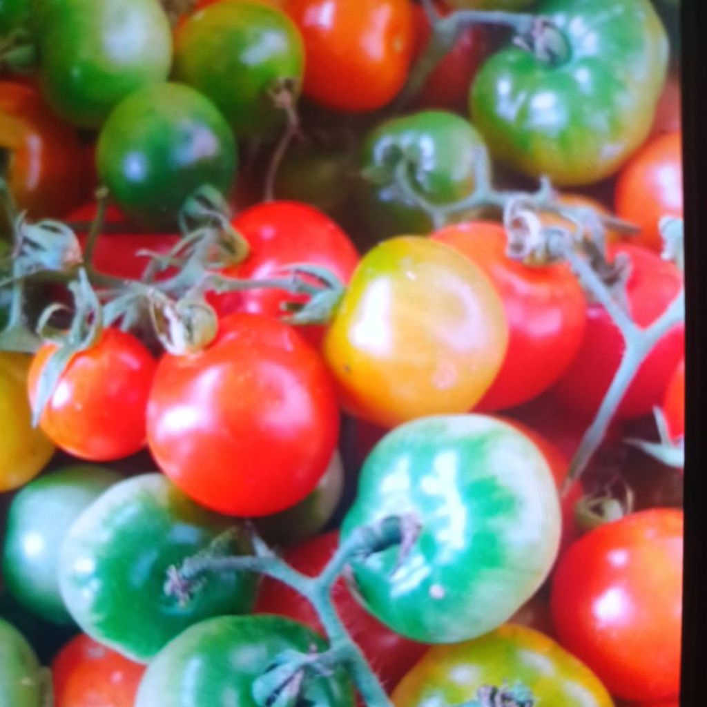 

rampai Lampung fresh 500g