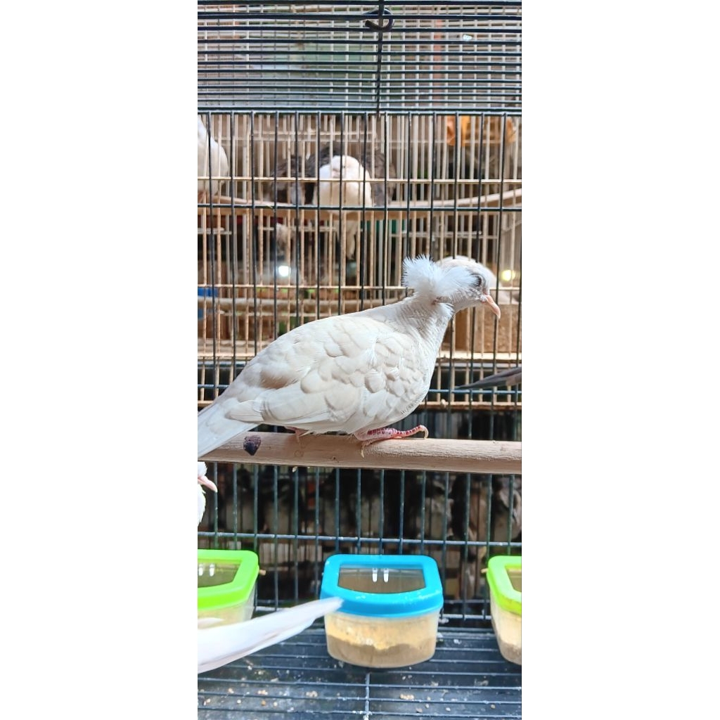 PERKUTUT SONGGO RATU(PERKUTUT JAMBUL PUTIH CEMANI DAN LOKAL)