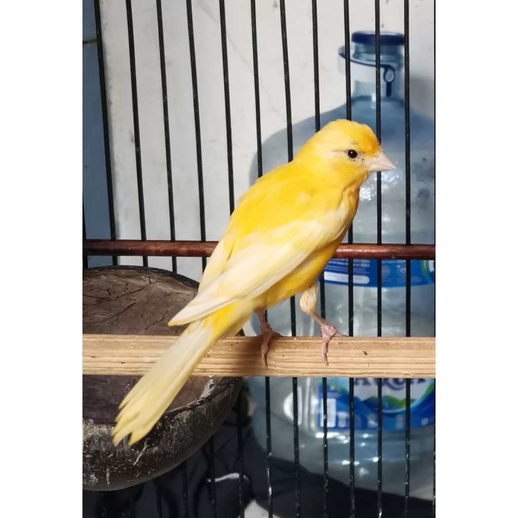Kenari betina AF siapan