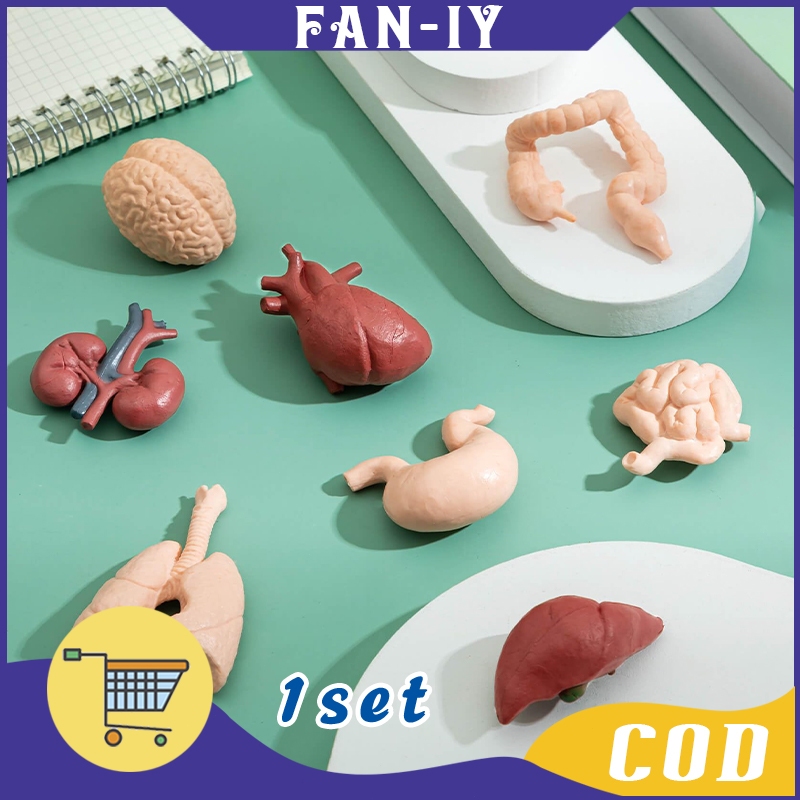 

8Pcs Human Organ Toys Alat Peraga Organ Tubuh Manusia Organ Tubuh Manusia Mainan
