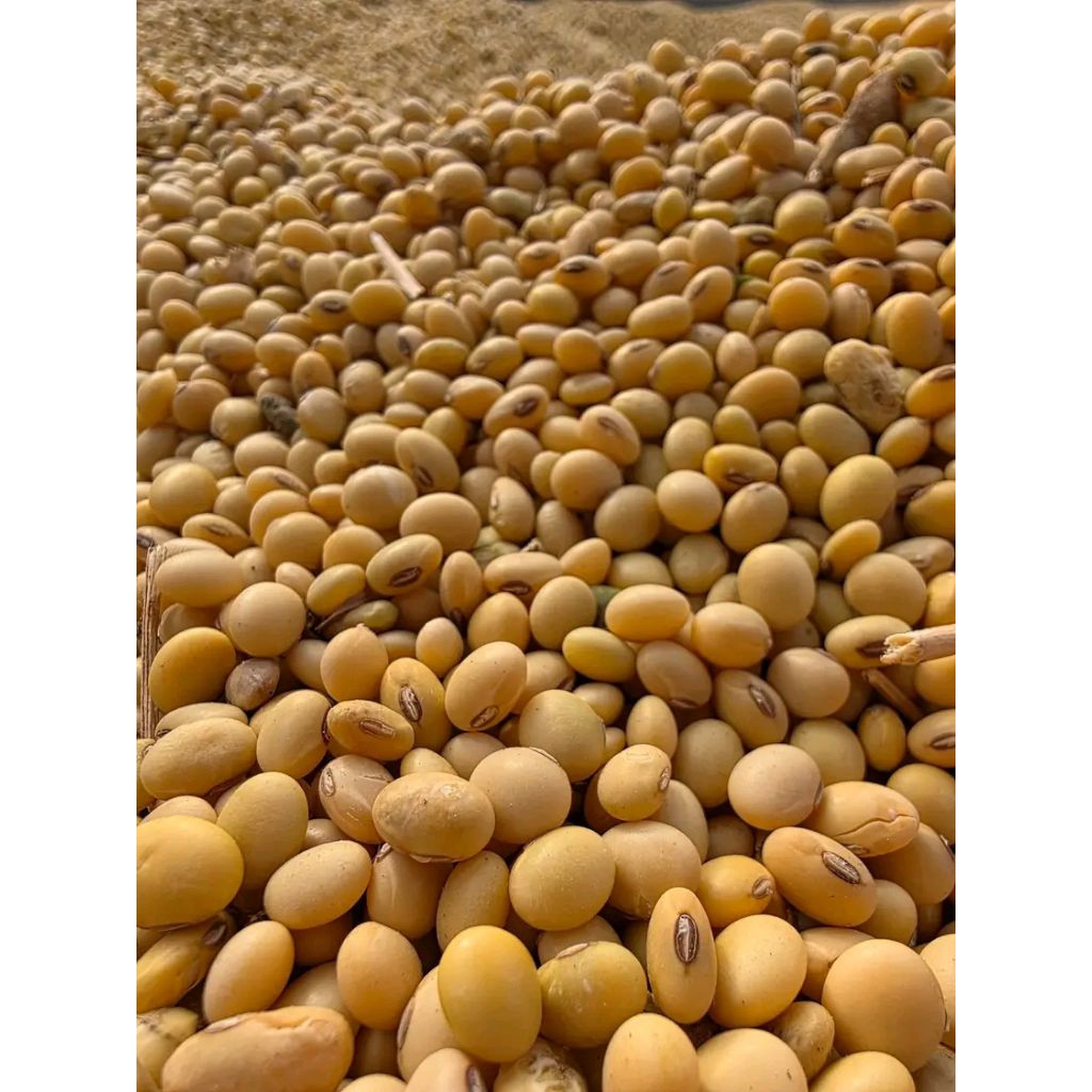

Kacang Kedelai import kualitas no 1 Grade A /1kg