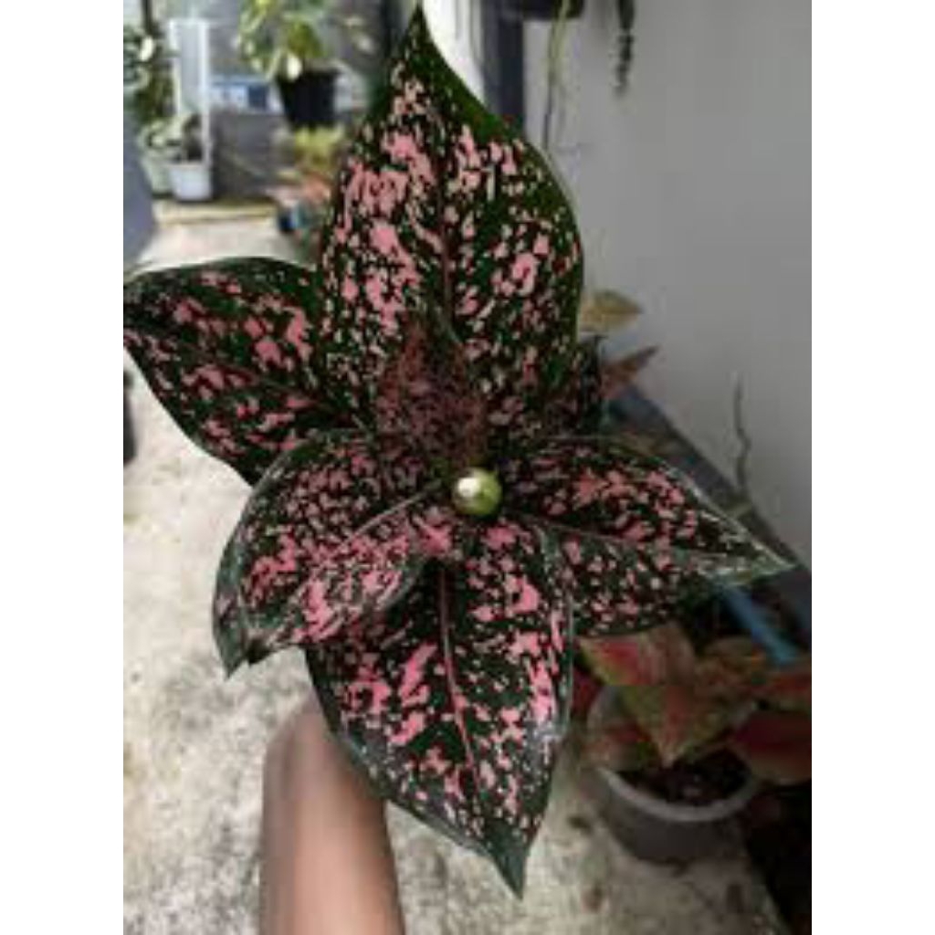 aglonema pink dalmation