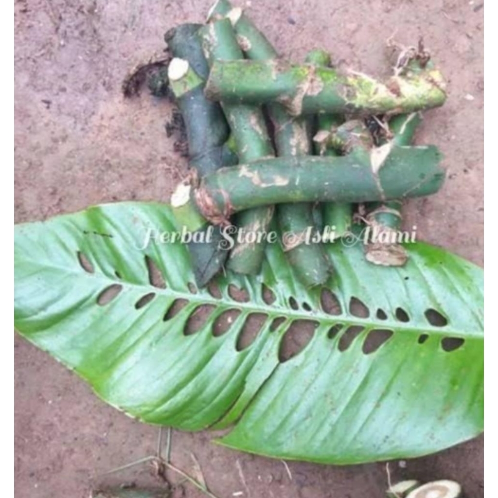 tanaman hias duda bolong