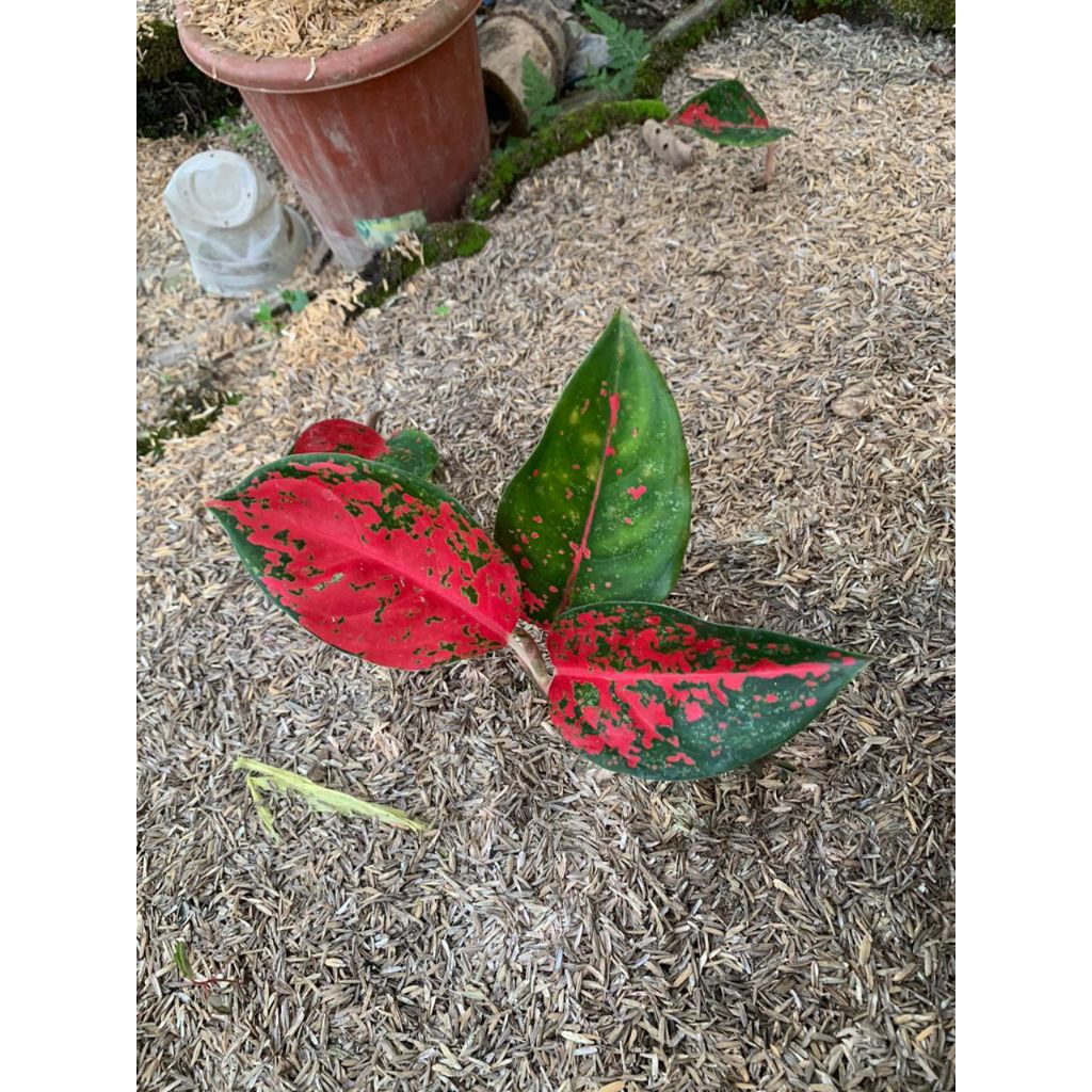 Aglonema Suksom Batik