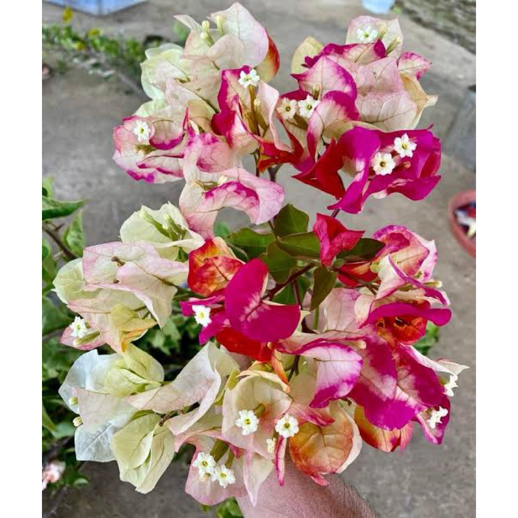 Bugenvil Citra India Bibit ori