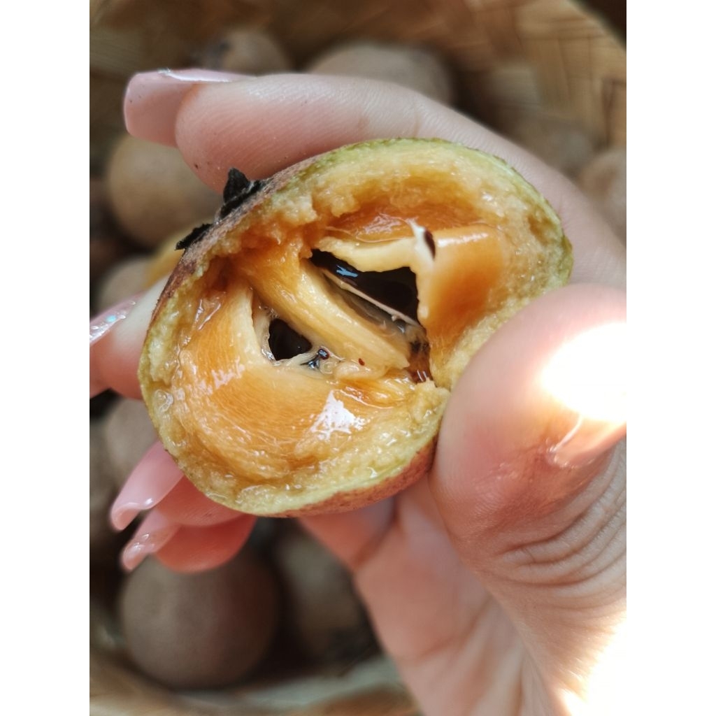 

Sawo Viral Kecil Manis Enak 500 gr