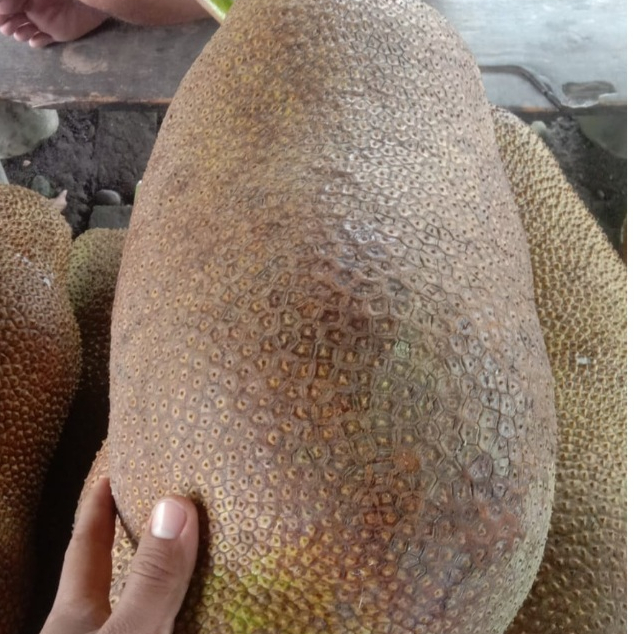 bibit cempedak guling - cempedak raksasa dari binjai