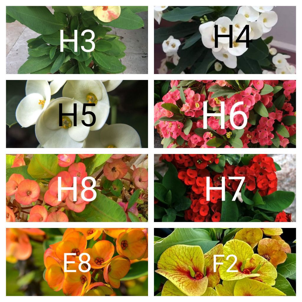 Tanaman hias euphorbia paket 32 macam jenis bunga