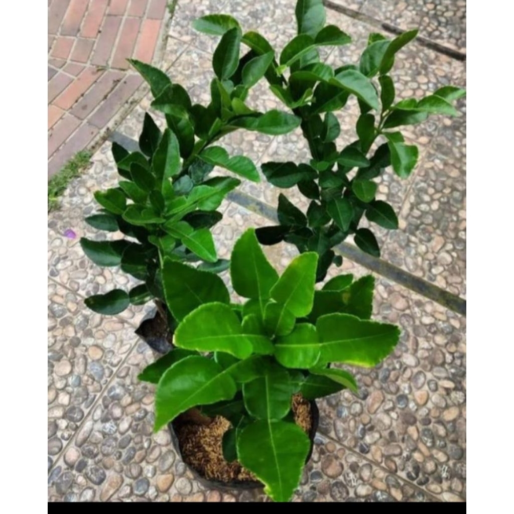 

JERUK PURUT DAUNYA ANGKA 8