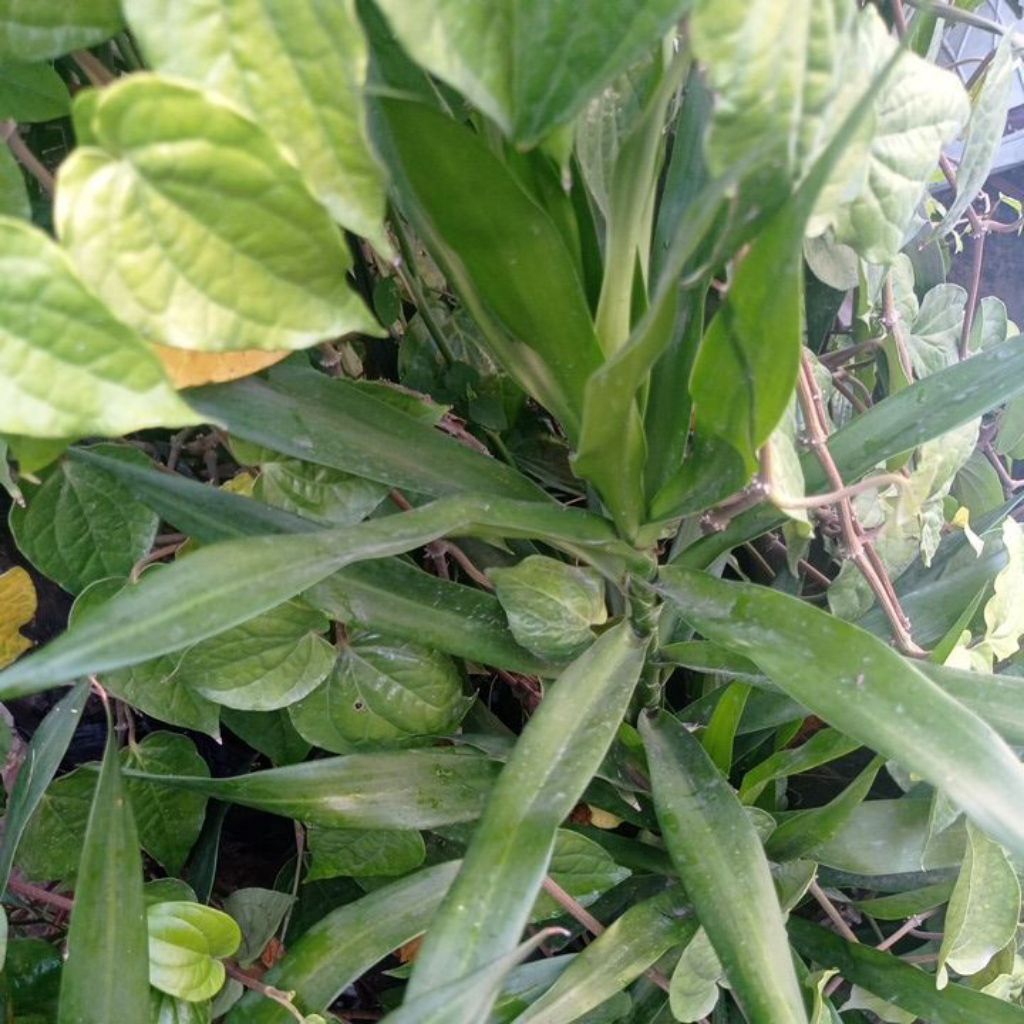 

Daun suji isi 30 lembar