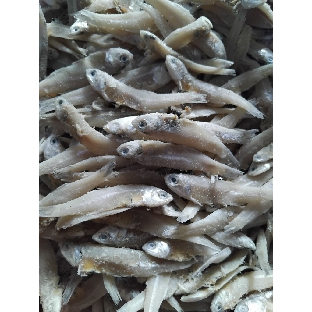 

TERI JENGKI MURAH SUPER PREMIUM 1 KILO