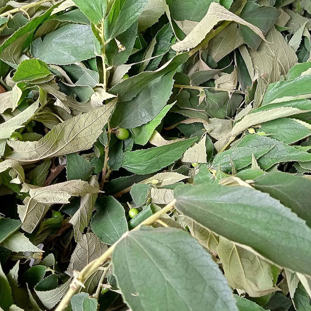 

Daun kersen segar untuk obat herbal