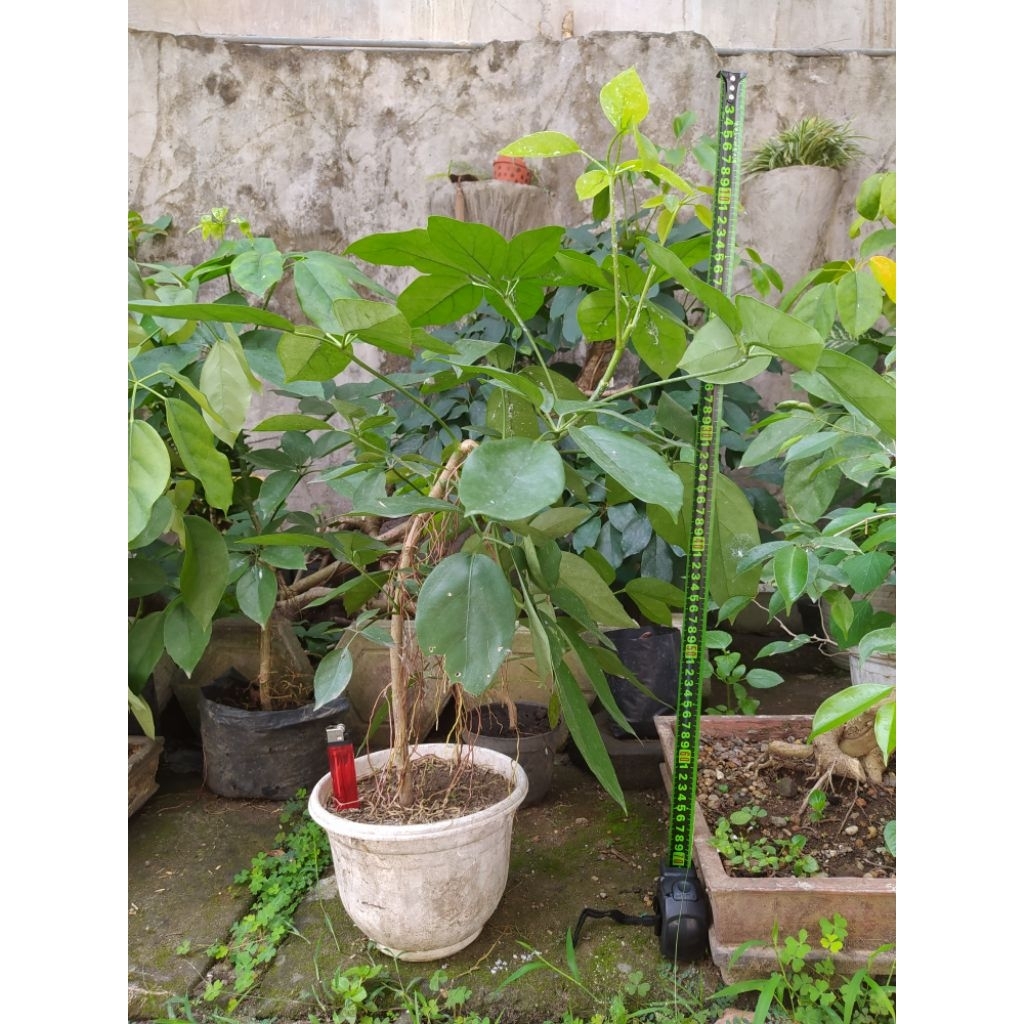 Tanaman Tlogosari atau Pohon Demit Bahan Bonsai Unik