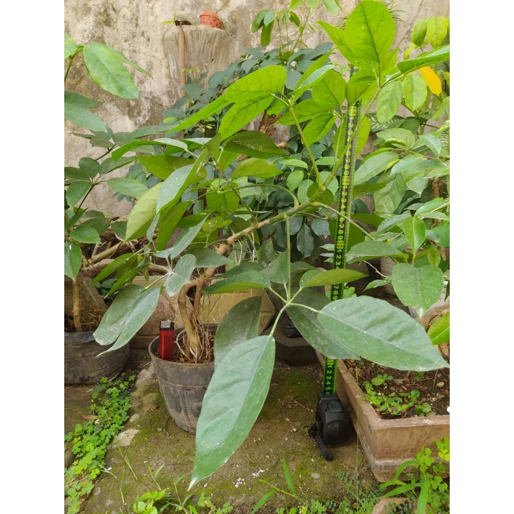 Tanaman Tlogosari atau Pohon Demit Bahan Bonsai Unik