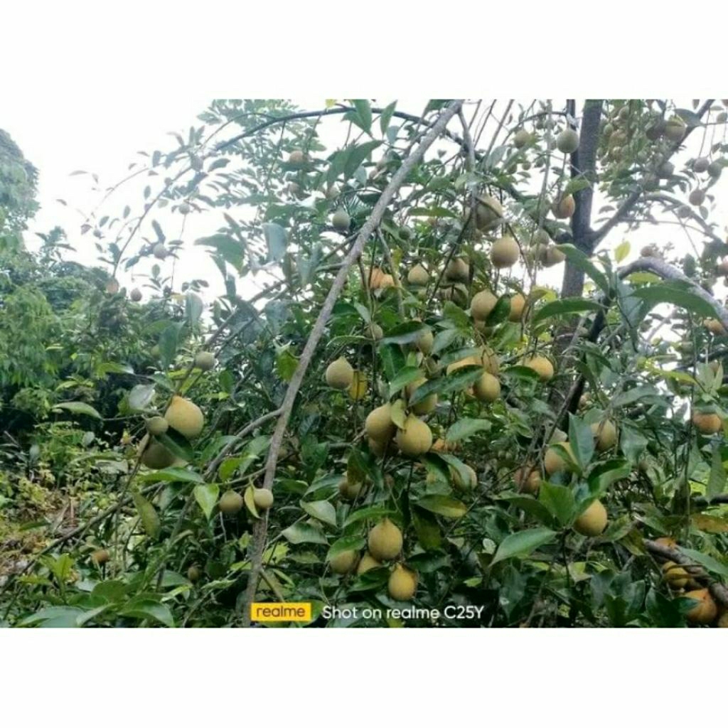 

buah pala tua segra 1kilo/500grm