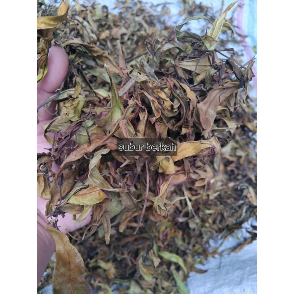 Daun ganda rusa daun genjik daun perasman 50 gram isi banyak