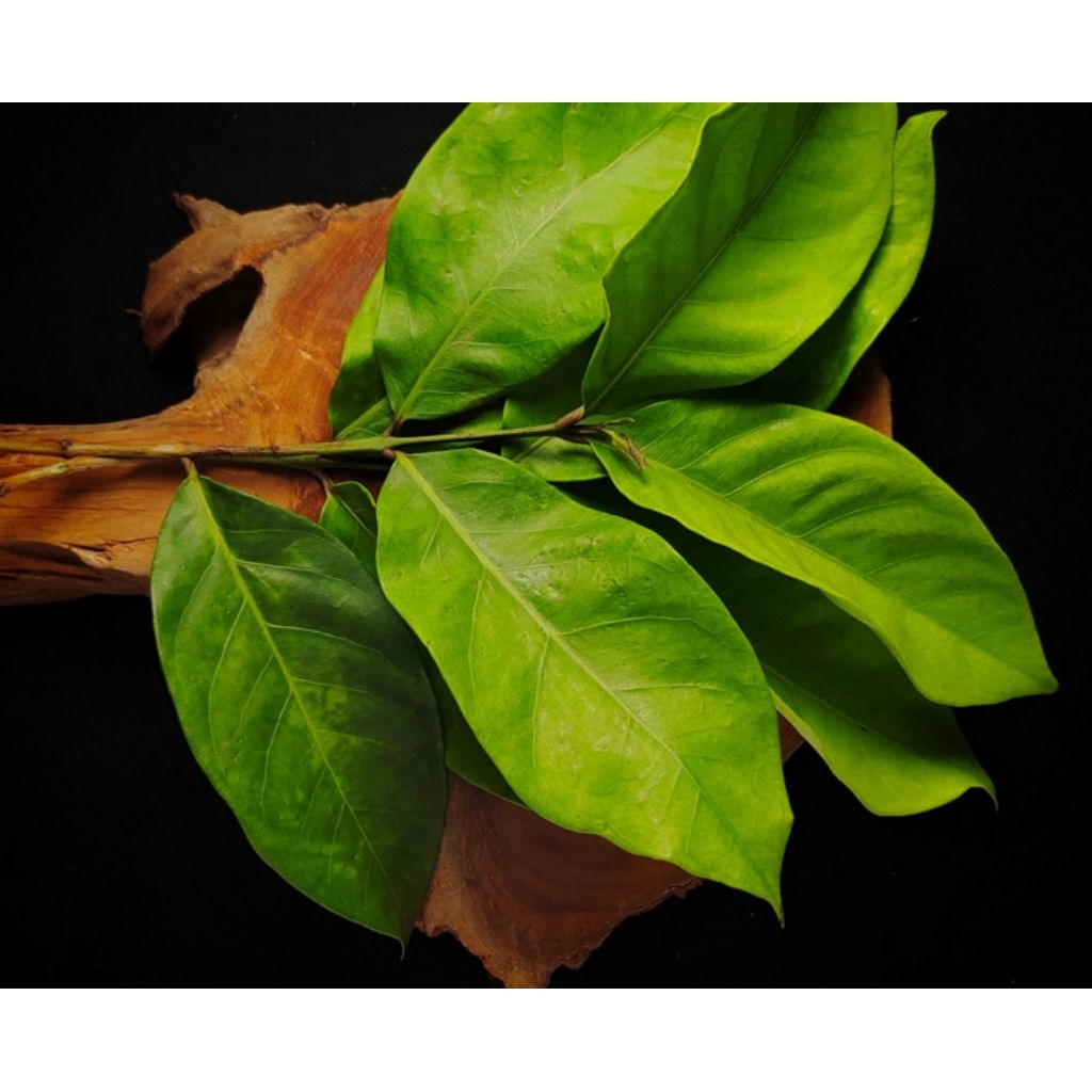 

Daun Salam Segar Fresh 1 Kg