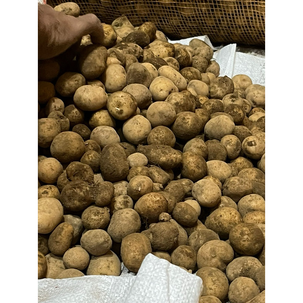 

Kentang chery / baby murah 1 kg