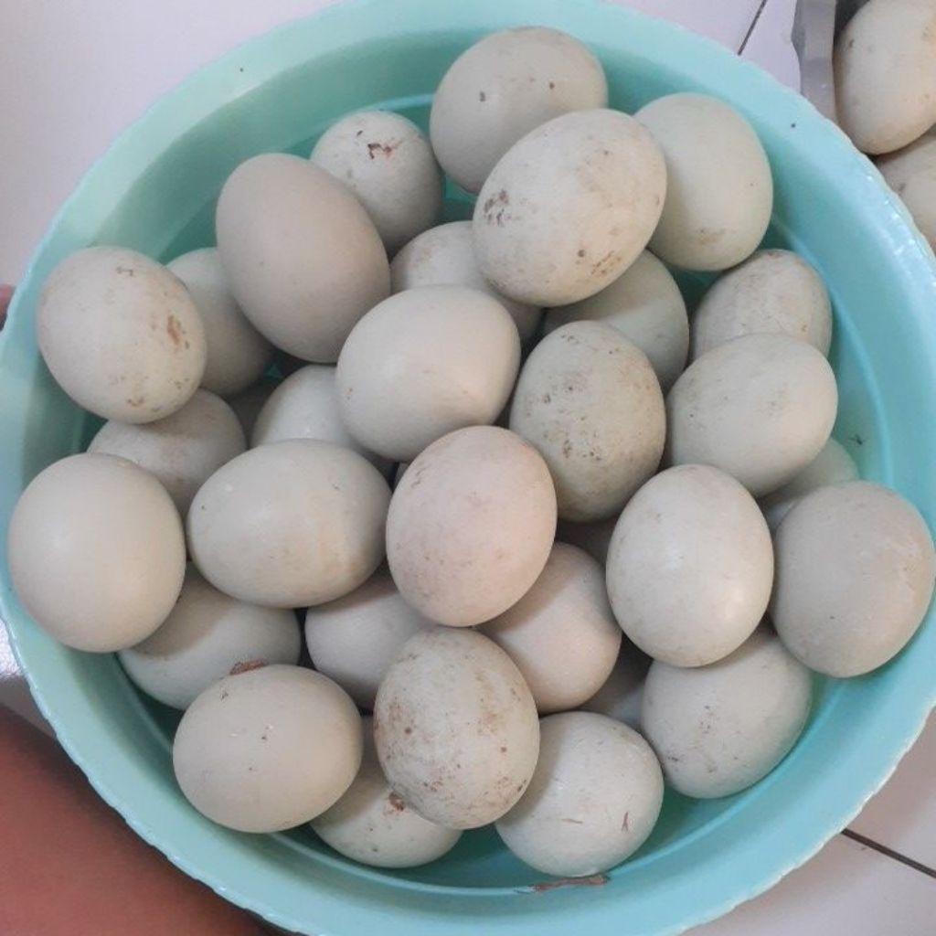 

Telur bebek mentah fres