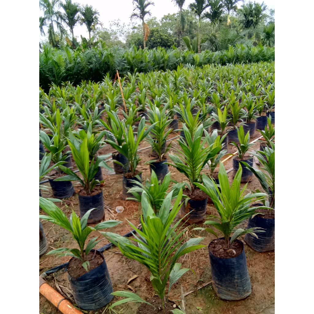 bibit sawit unggul dan bersertifikat