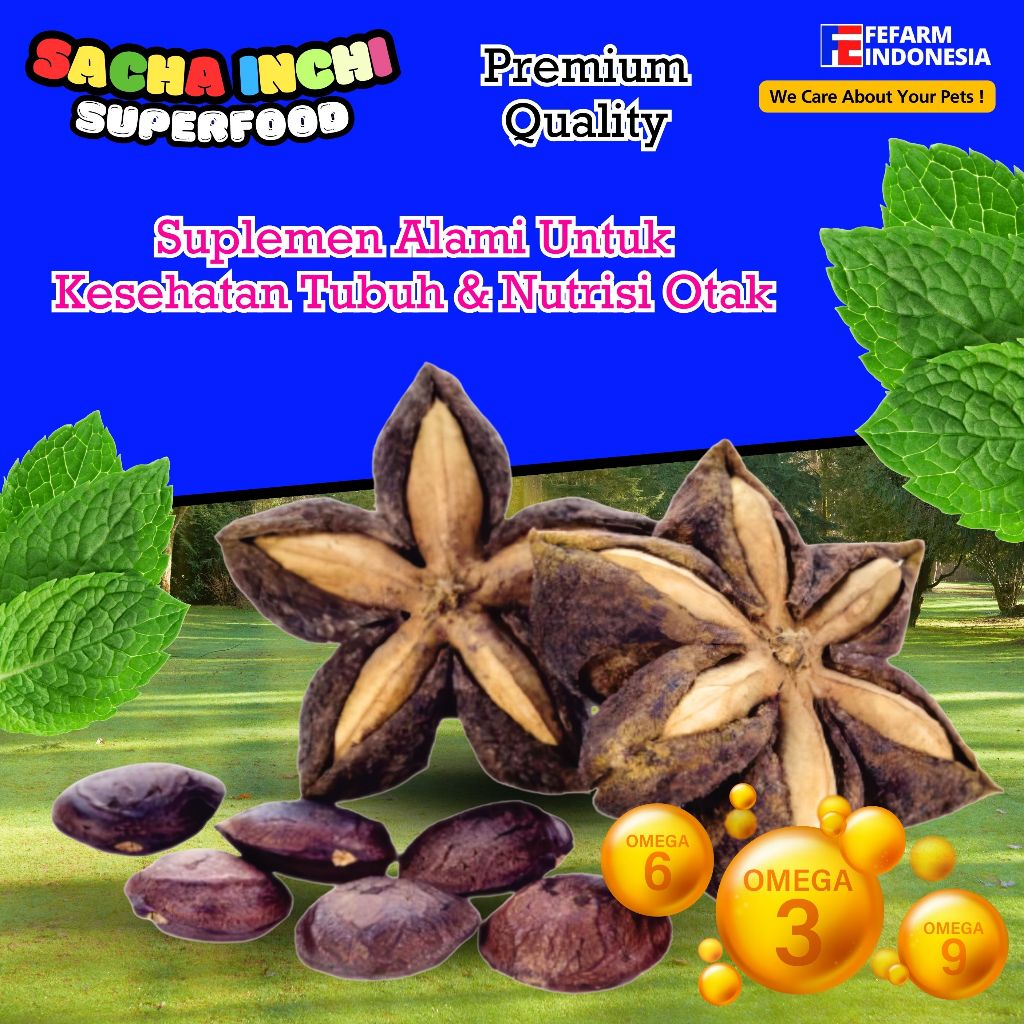 Benih Bibiit Bibit Kacang Biji SACHA INCHI 1kg (BISA COD) FEFARM