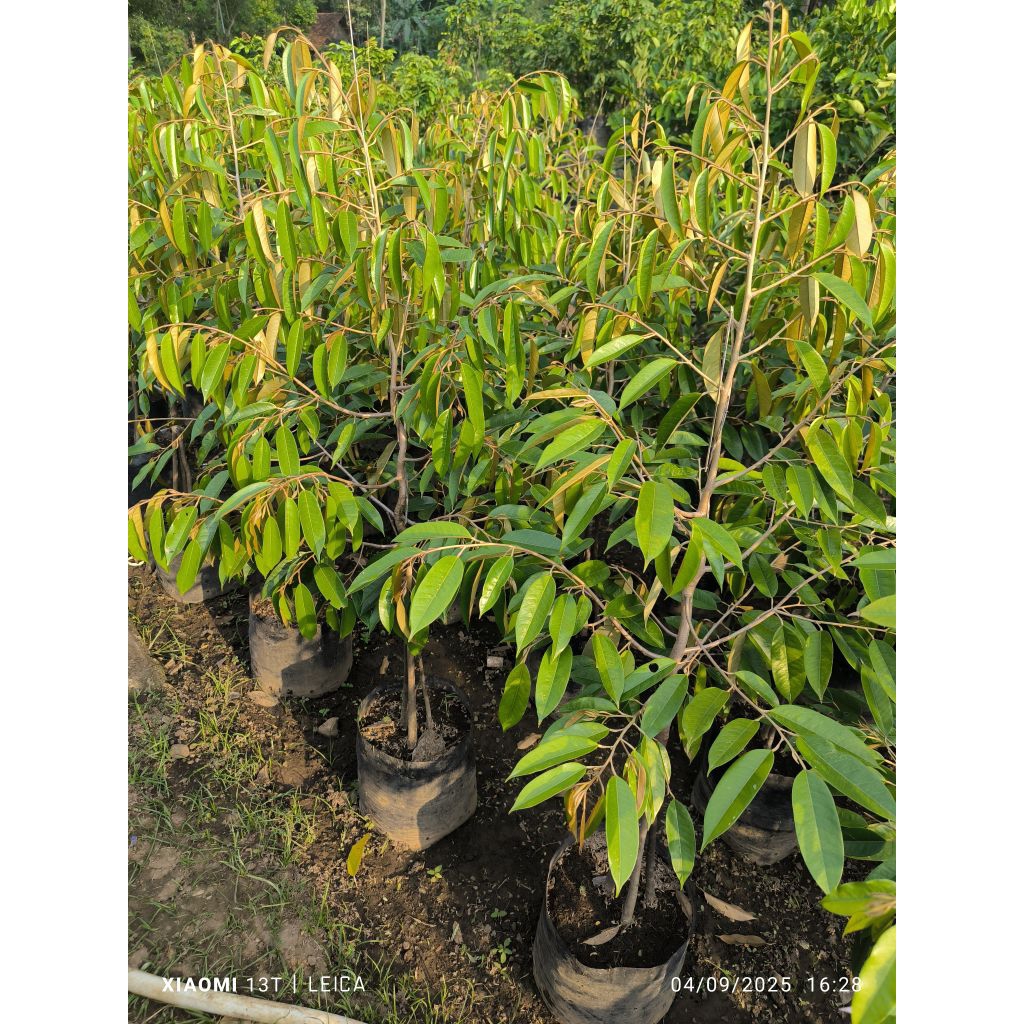 bibit durian kaki1 & kaki3 super rimbun cabang keliling (packing kayu)