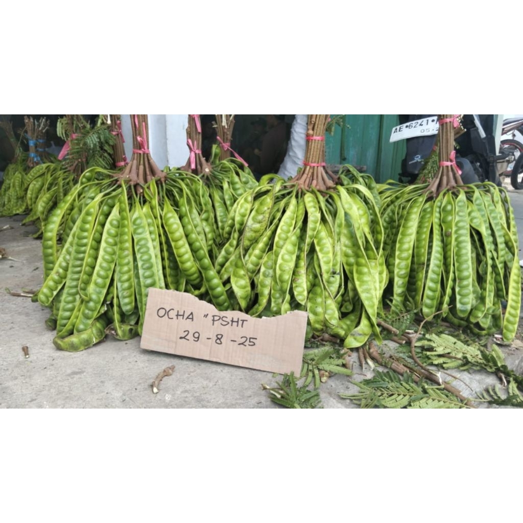 

PETE SUPER DAN PETE STANDAR 12 PAPAN/12 BIJI