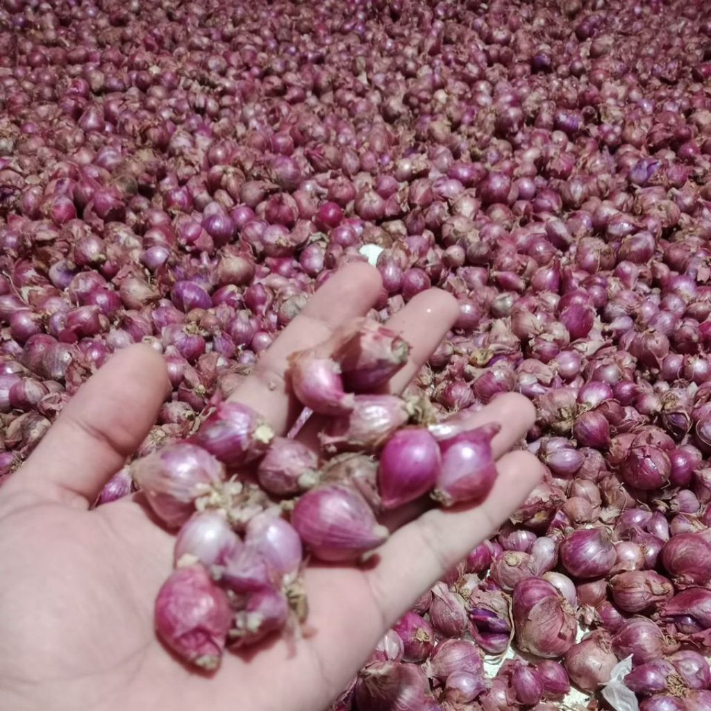 

bawang merah batu fresh super murah 1kg ukuran kecil