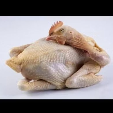 

Ayam Pejantan 1 Ekor 0.7 (700 gr - 800 gr)