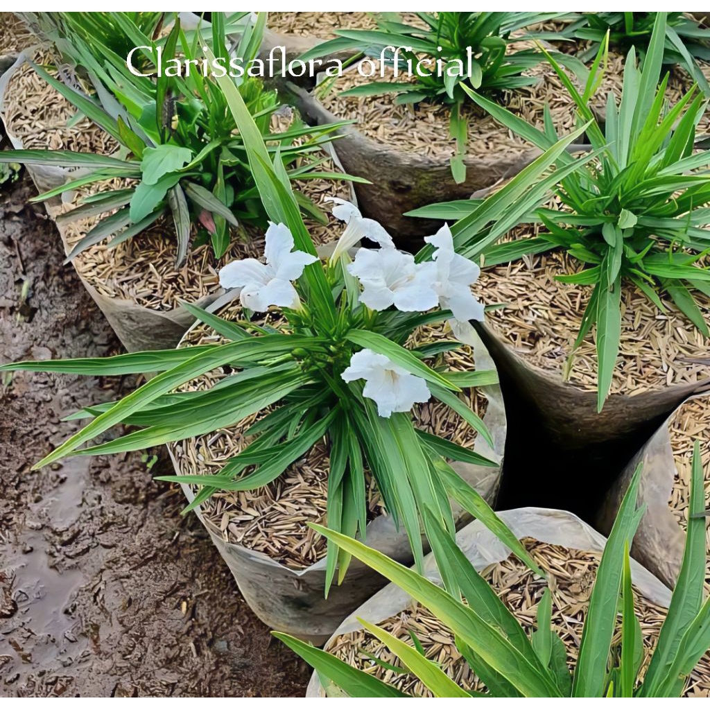 Tanaman hias ruellia mini bunga putih