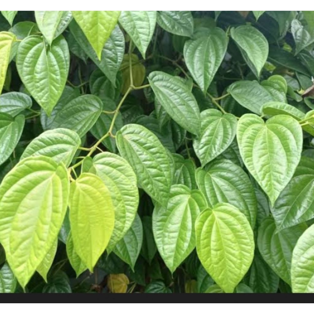 

daun sirih segar 30lembar