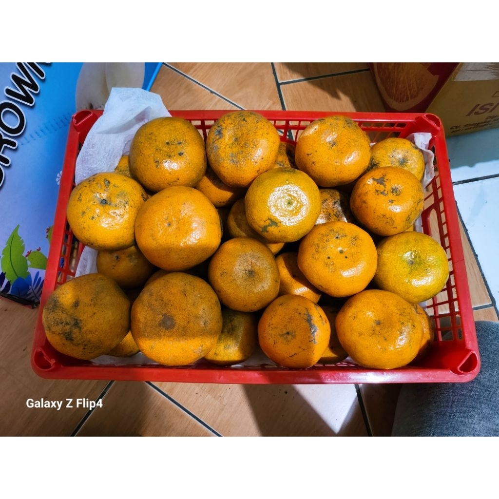 

jeruk medan 5 kg