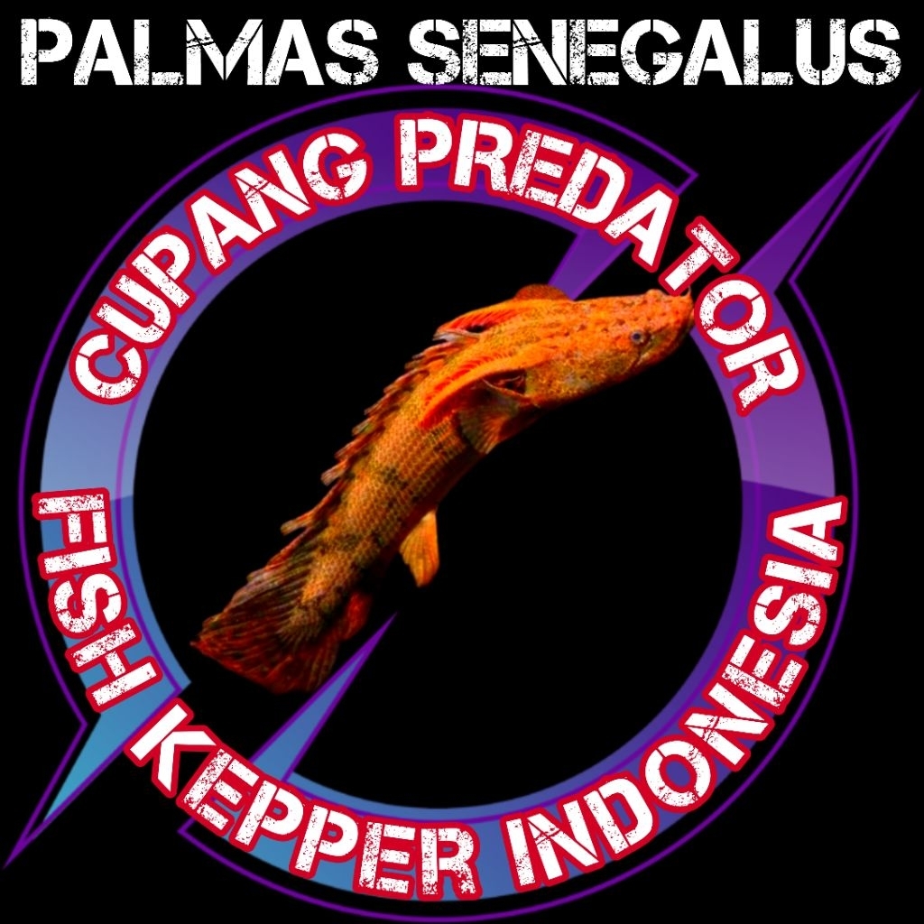 hiasan aquarium palmas senegalus