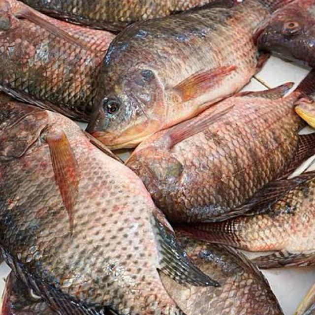 

KIRIM INSTAN IKAN MUJAIR / IKAN MUJAER FRESH / IKAN MUJAIR EXPRESS / IKAN MUJAIR MURAH / IKAN MUJAIR HIDUP / TUKANG SAYUR ONLINE BEKASI