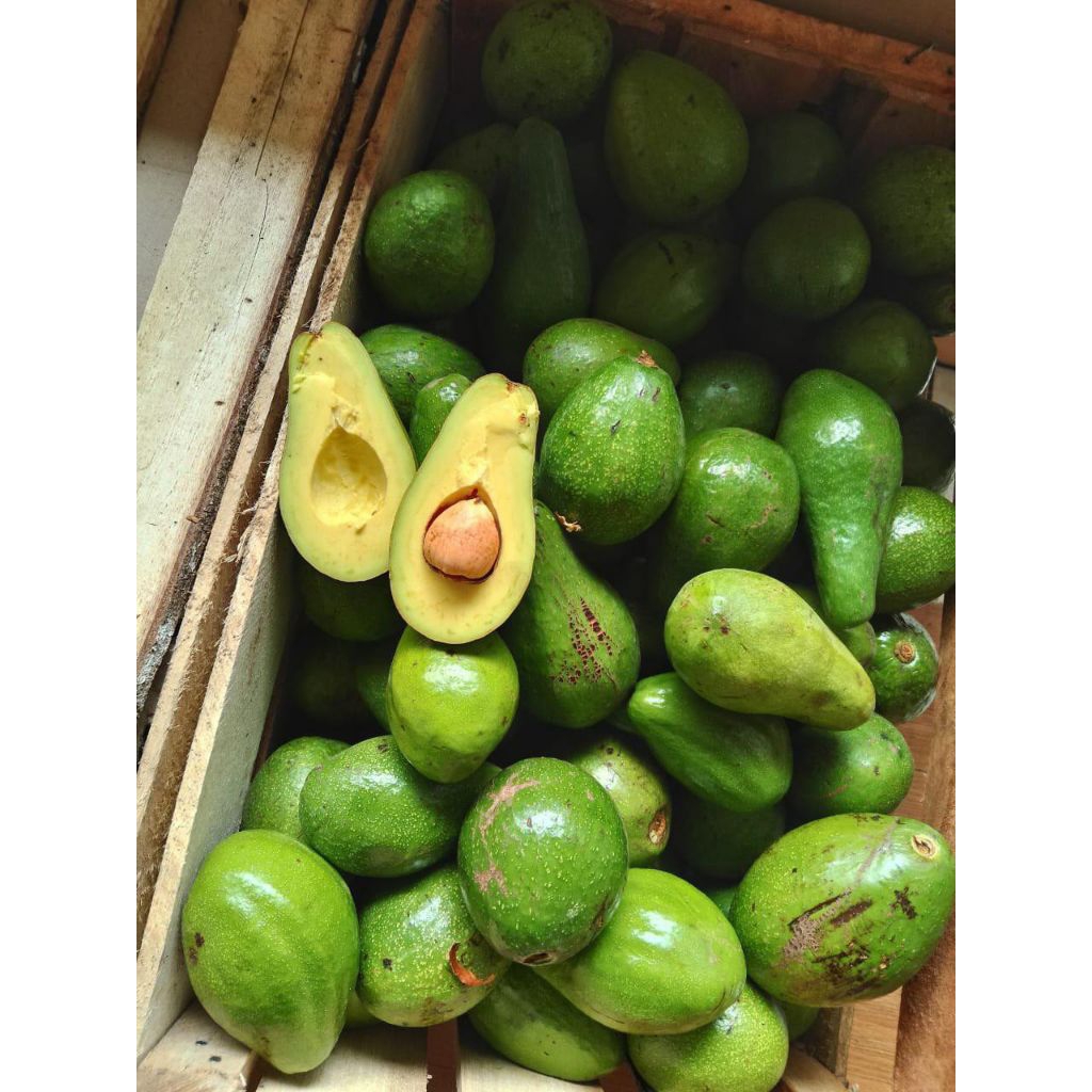 

Alpukat Mentega Bergaransi