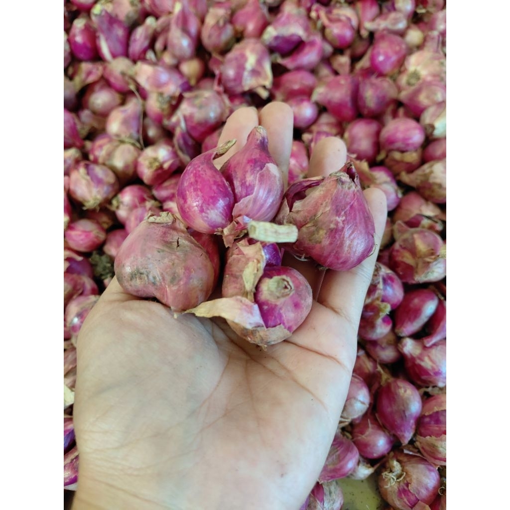 

Bawang Merah Kering Bersih Ukuran Campur berat 1kg