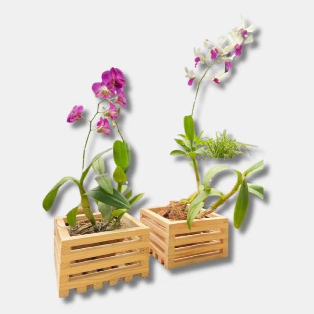 Pot Anggrek 23cm/Pot Kayu Anggrek 23cm/Pot Kayu Murah