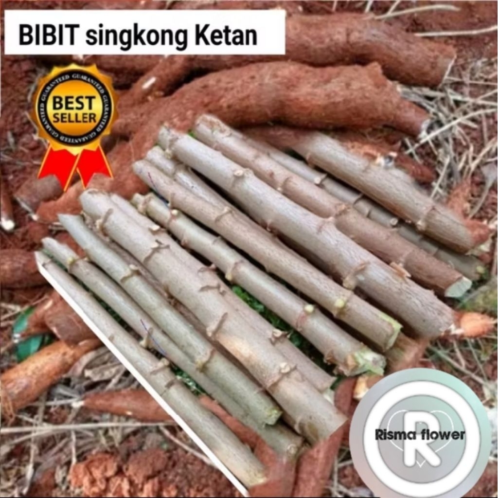 PAKET 10 BATANG SINGKONG KETAN SIAP TANAM ±25CM / POHON BATANG SINGKONG - TANAMAN BIBIT UMBI SINGKON