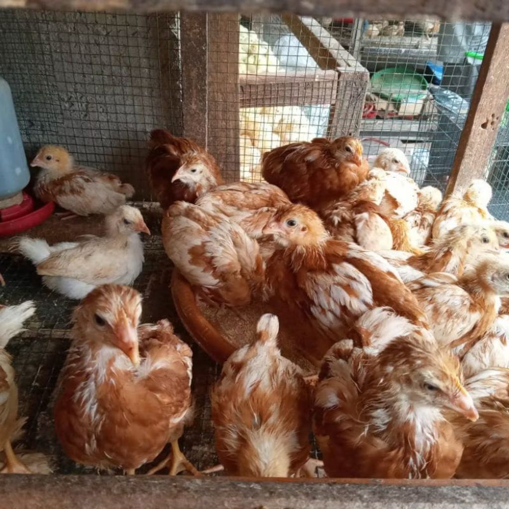 Ayam Petelur Usia 1 Bulan - Ayam Petelur Remaja - Ayam Petelur Betina